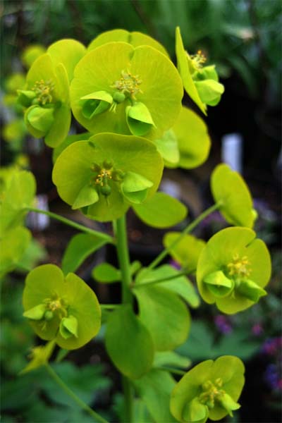 Euphorbe à feuilles d'amandier